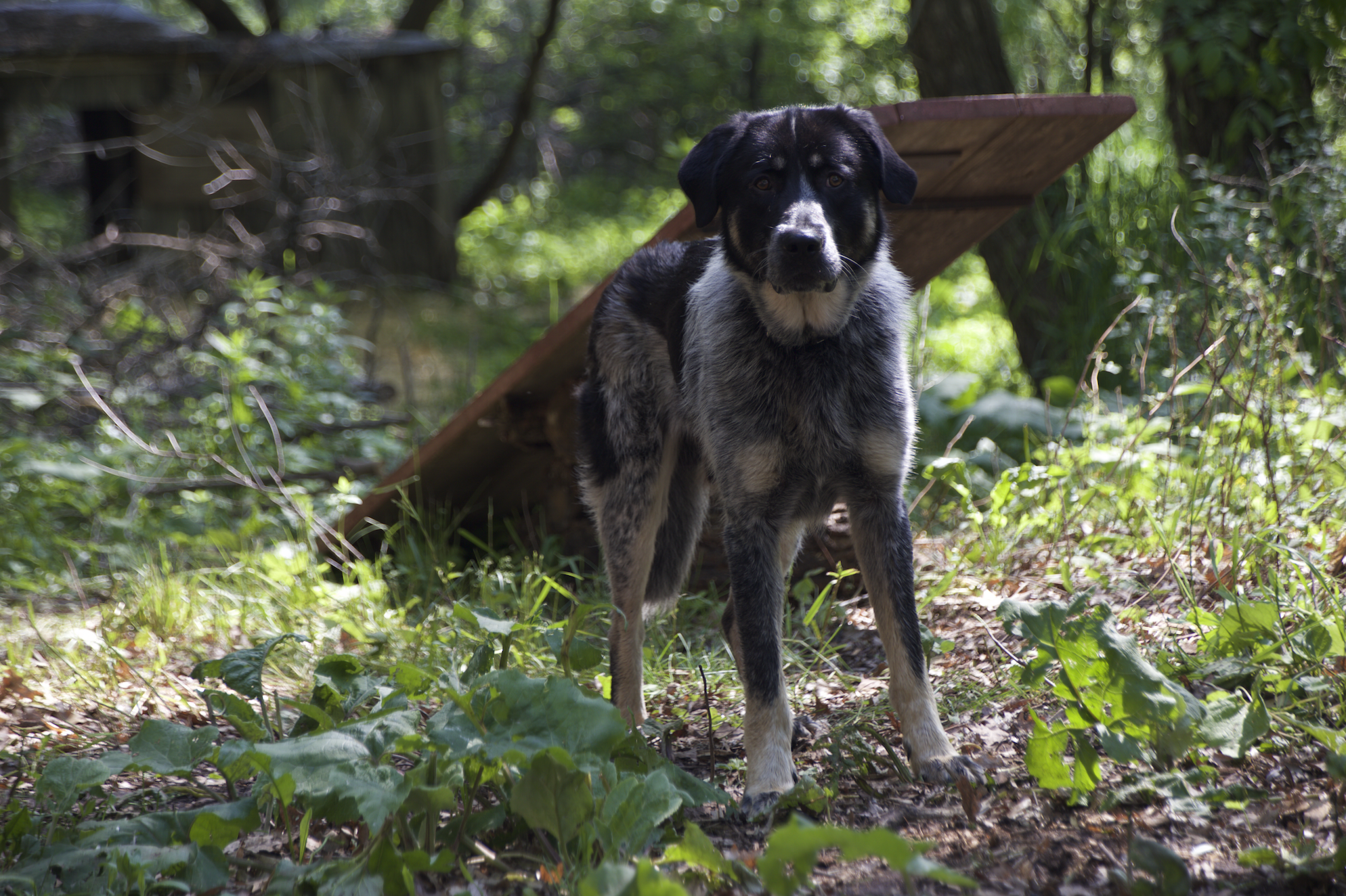 Aldo the goat-guardian poses for a rare photo in the early summer of 2015. Because he is a work dog and has not been bred for domestication, Aldo is not interested in human attention, preferring to stay back and observe. 
