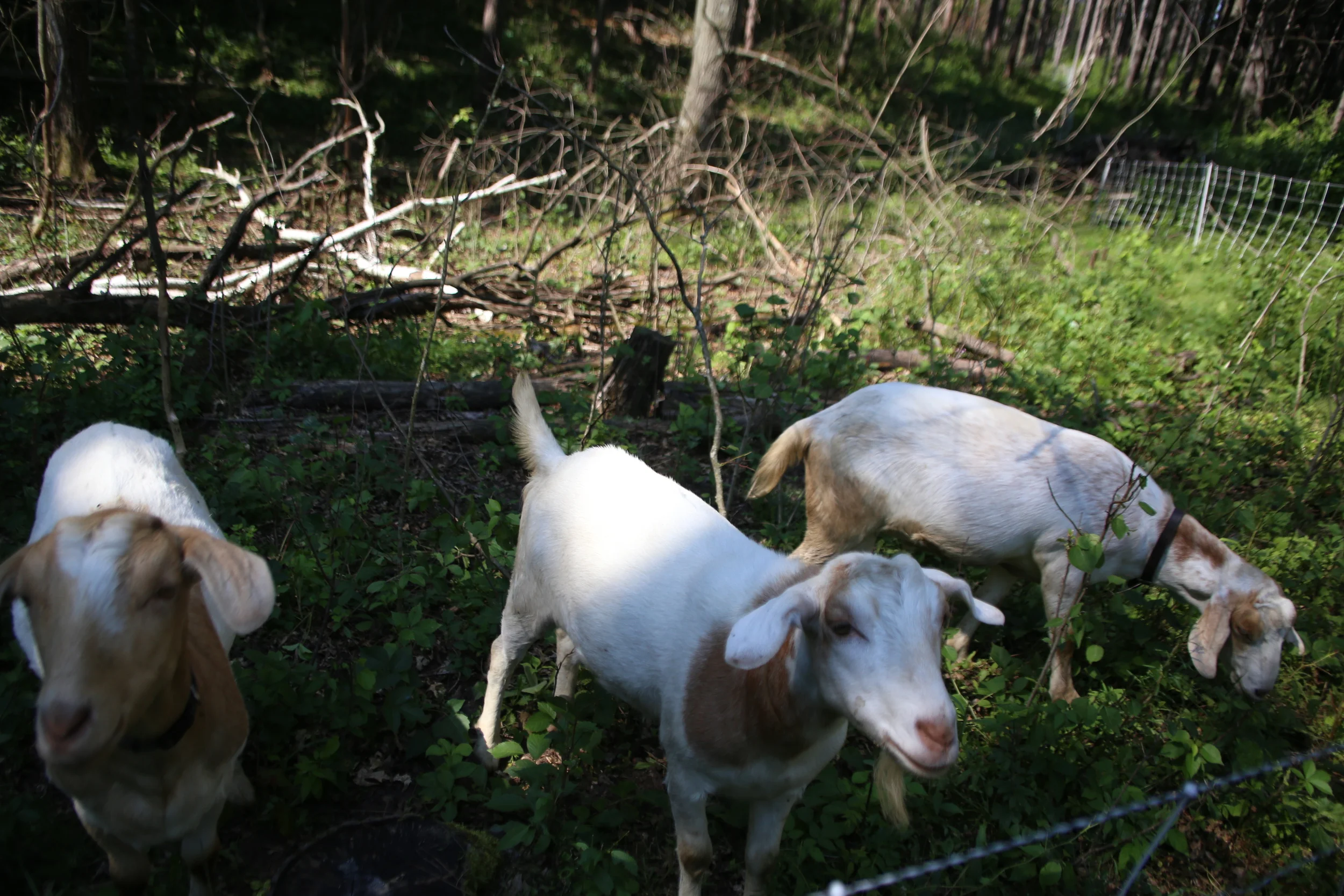 The Three Stooges (left to right): Larry, Moe and Curly step up to the electric fence to greet every visitor who makes the trek into the woods. On a tour, our visitors are taught about how we use goats to quell the overgrowth of aggressive plants like poison ivy, buckthorn and prickly-ash in the pine forest.