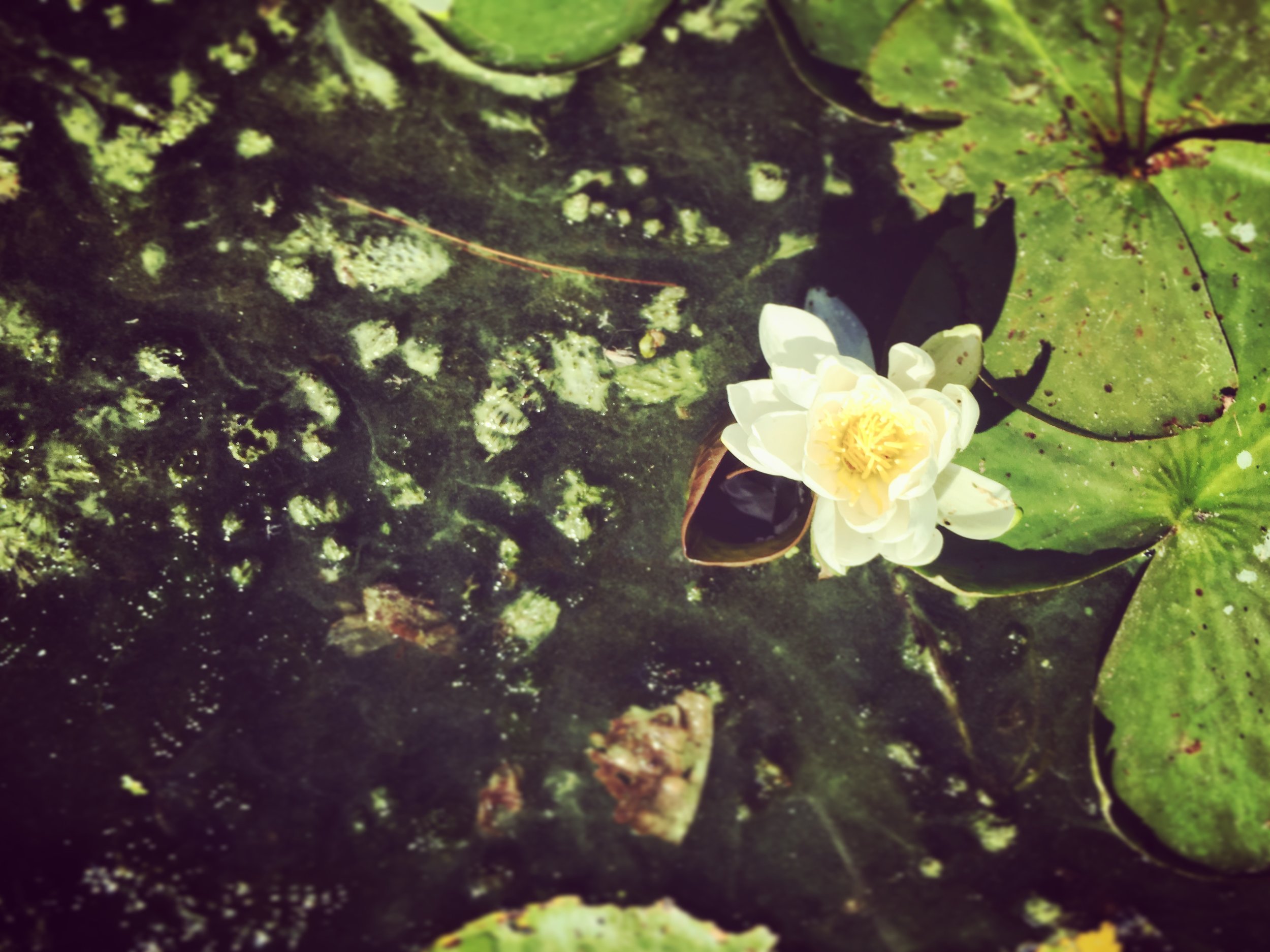 A white lily floats on the surface of Mud Lake, reminding us all that from the murky depths of the mud emerges the immaculate beauty we all have within. 