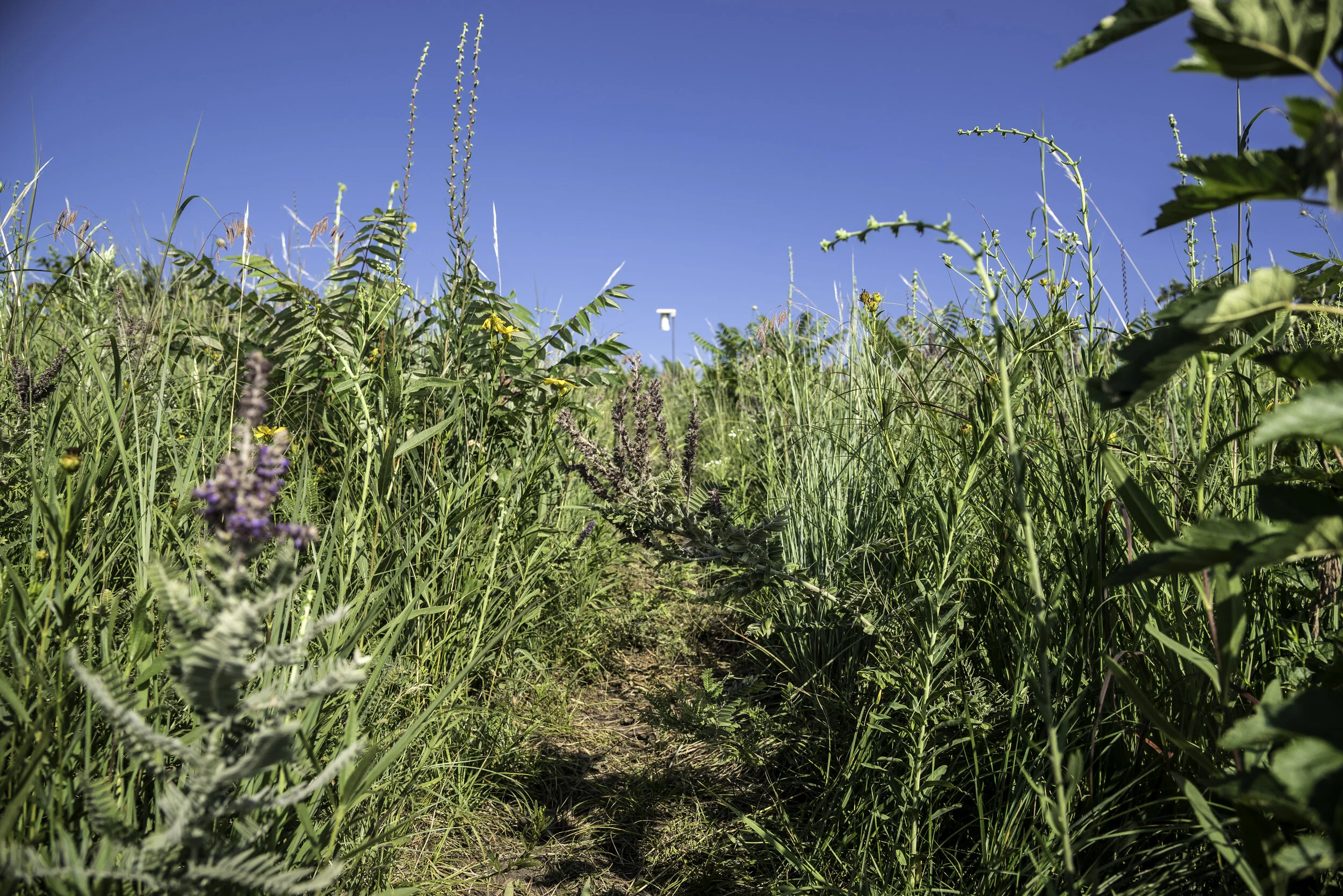 grasses-and-path-and-weeds-at-great-river-bluff-state-park.jpg