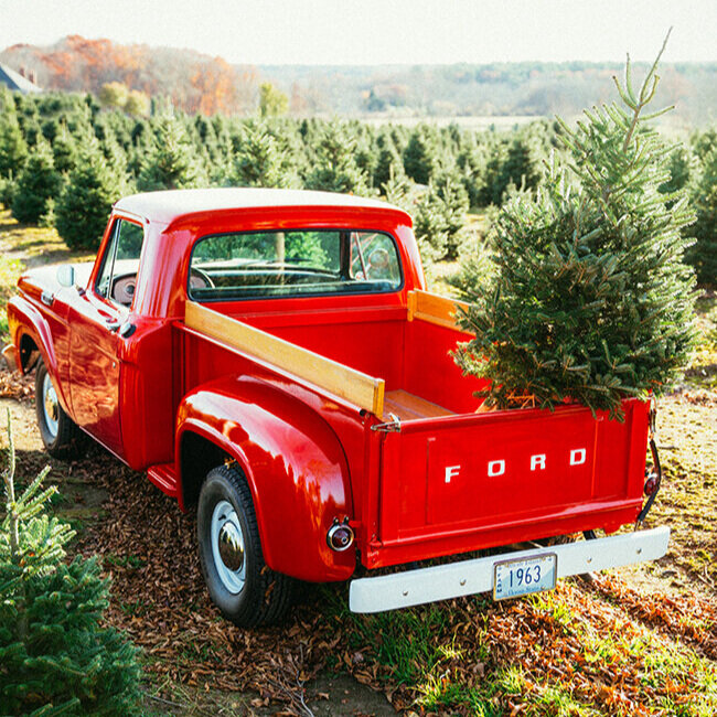 Christmas Trees, Wreaths and Roping — Dvorak Landscape Supply, LLC