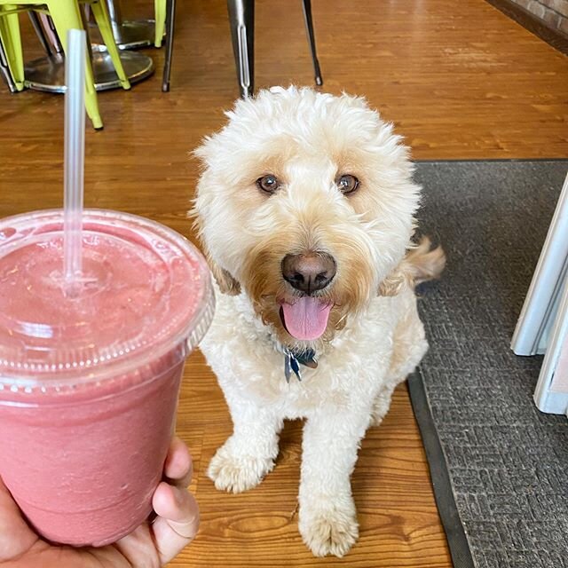Briggs stopped by today and mentioned how great of a day it is for froyo and smoothies! ☀️