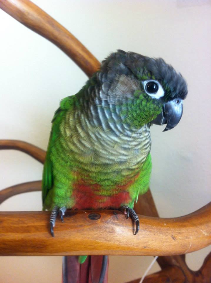 Beret is a perfect example of a Wild Type Green Cheeked Conure