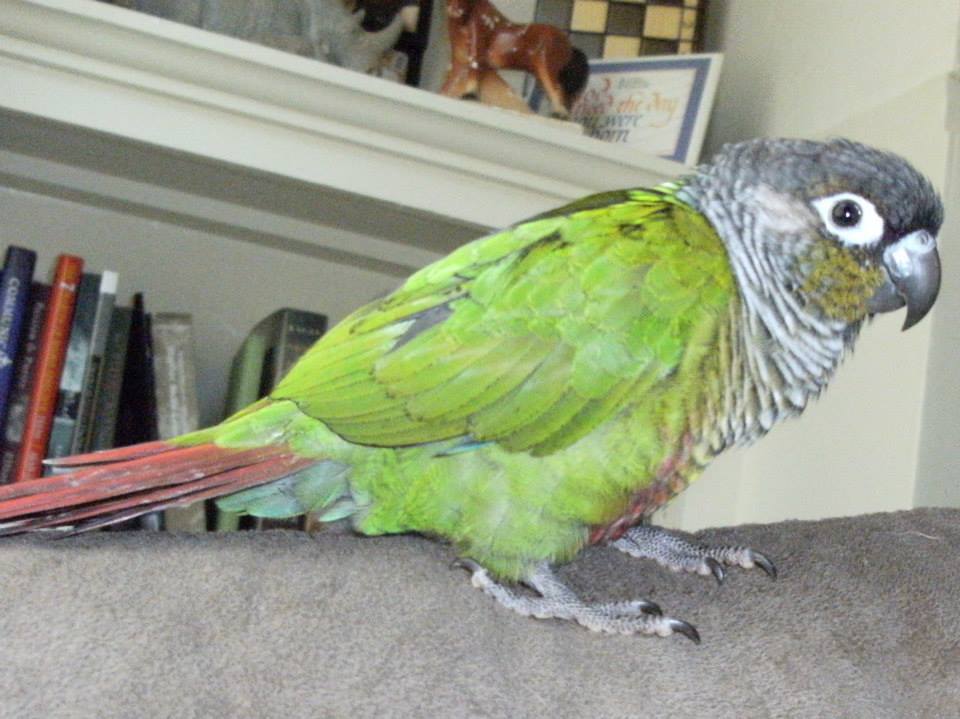 Flick demonstrates another view of a normal Green Cheeked Conure