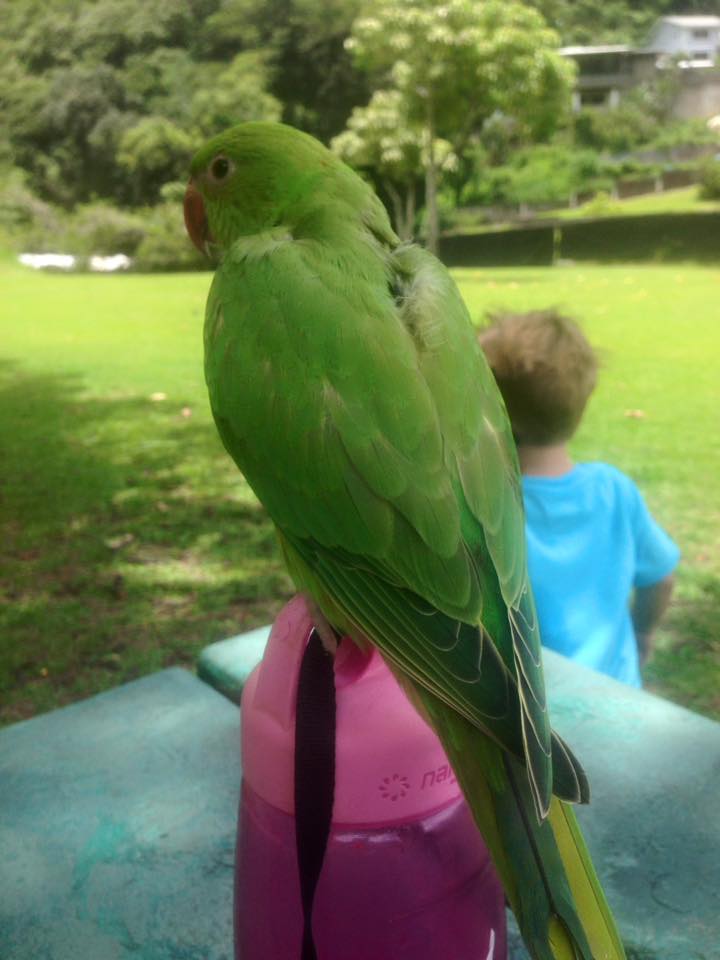 A Wild Type young female Indian Ringneck. 