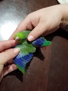 Normal Green male Parrotlet courtesy of TJ's Parrotlets