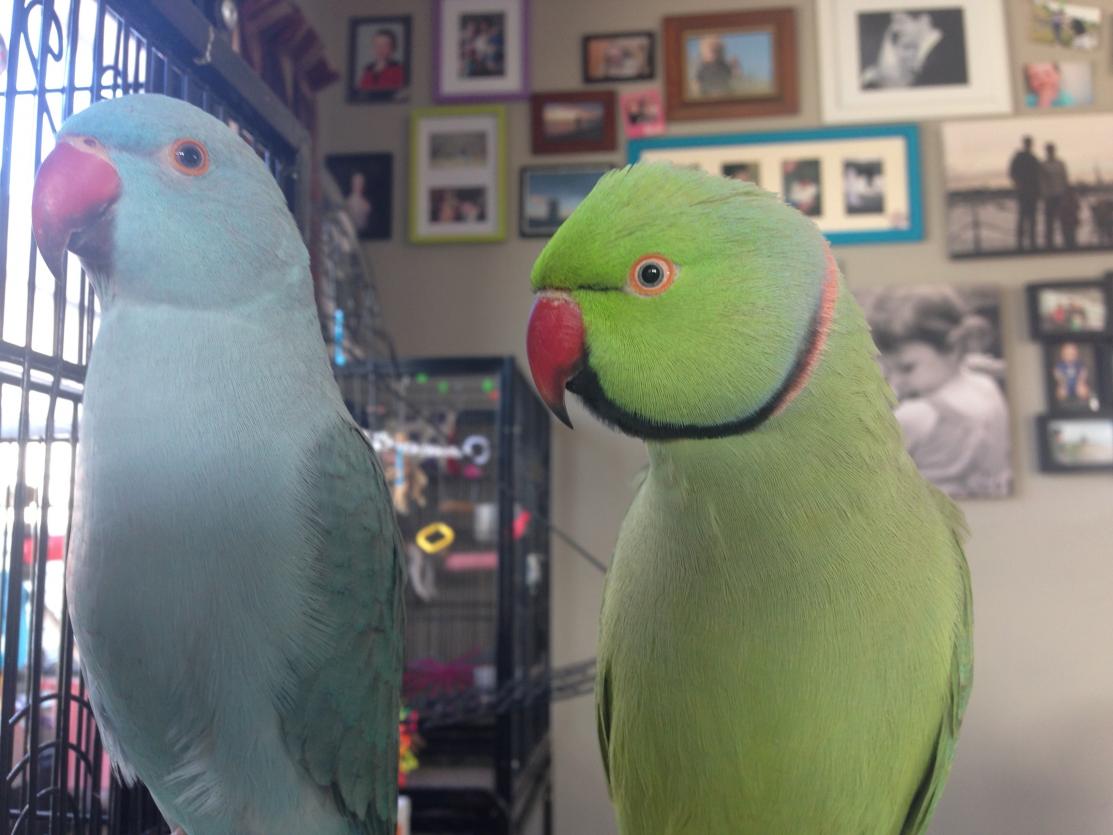 A young blue male Indian Ringneck on the left next to a mature normal male on the right. Photo courtesy of Itchyfeet.