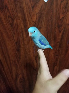 Blue male Parrotlet. Photo courtesy of TJ's Parrotlets
