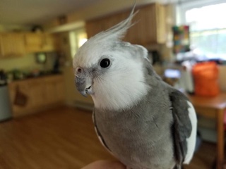 Elvis, an adult male whiteface Cockatiel. Note how the usual yellow and orange of the face has been removed just like other blue mutations. The gene works the same way even though the result is a grey bird rather than a blue one. Photo courtesy of Parrotlover2001.