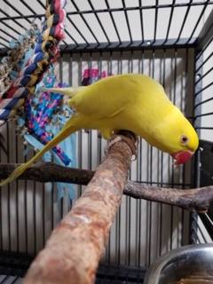 Juvenile IRN male. When his ring comes in it will be white and pink but lack the usual black band. 
