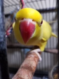 Ducky from TJ's Parrotlets is too cute to share only one picture of him.