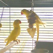 Arizona and Missouri, a mature pair of lutino IRNs.