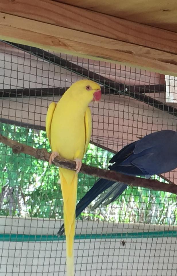 Hanalei, a mature lutino IRN hen, photo courtesy of Paradise Birds Aviary.