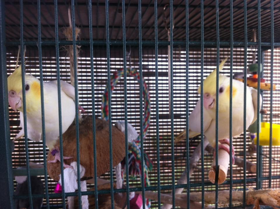 These lovely sisters are Lutino cockatiels. They also happen to be pastelface making their cheek patches lighter but that is a different mutation that will be discussed later. Neither of their parents is visual lutino but because the father is split lutino when he passes that gene on to his daughters they are visual because females only require one copy of the gene to be visual.