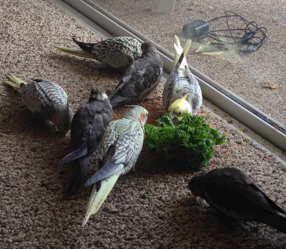 A group of Cockatiel babies learning to forage. The group has both grey and opaline or "pearl" individuals as well as one pearl-pied.