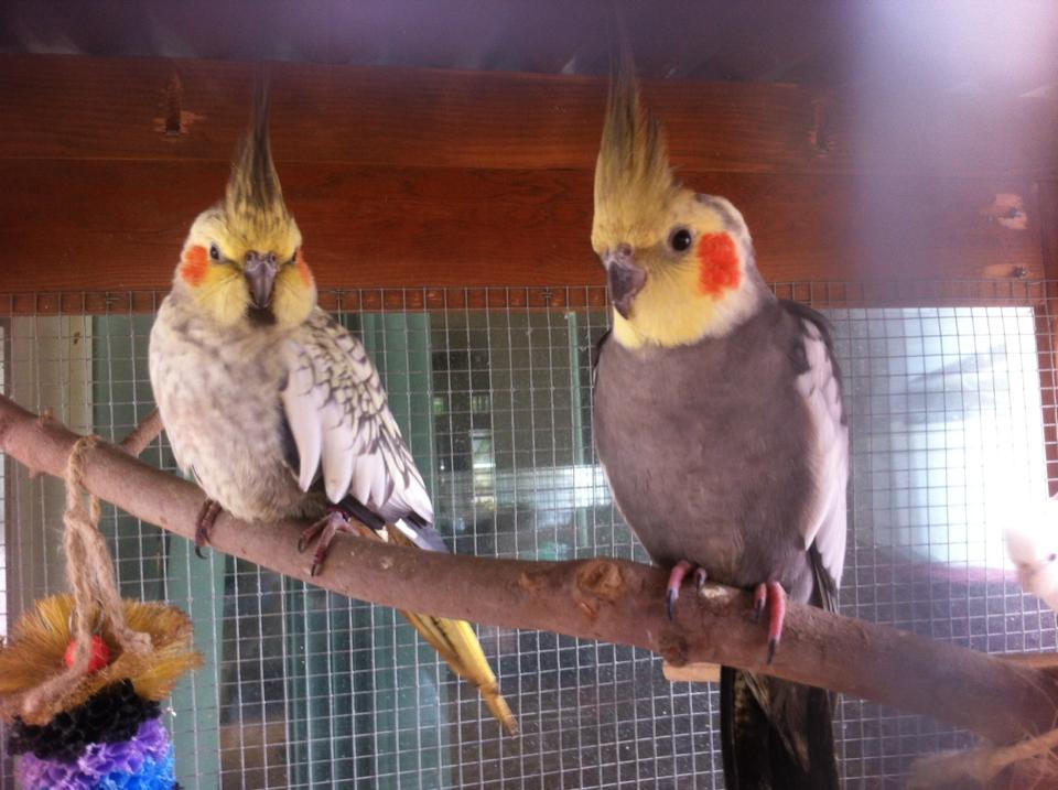 Pearl female and normal male. Photo courtesy of Emerald Tree Aviary-Farm.