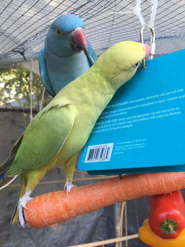 Isana and blue on a carrot.jpg