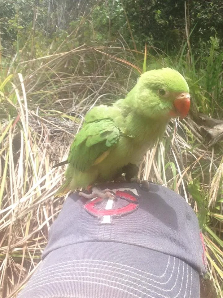 Nohea's first hike in Hawaii