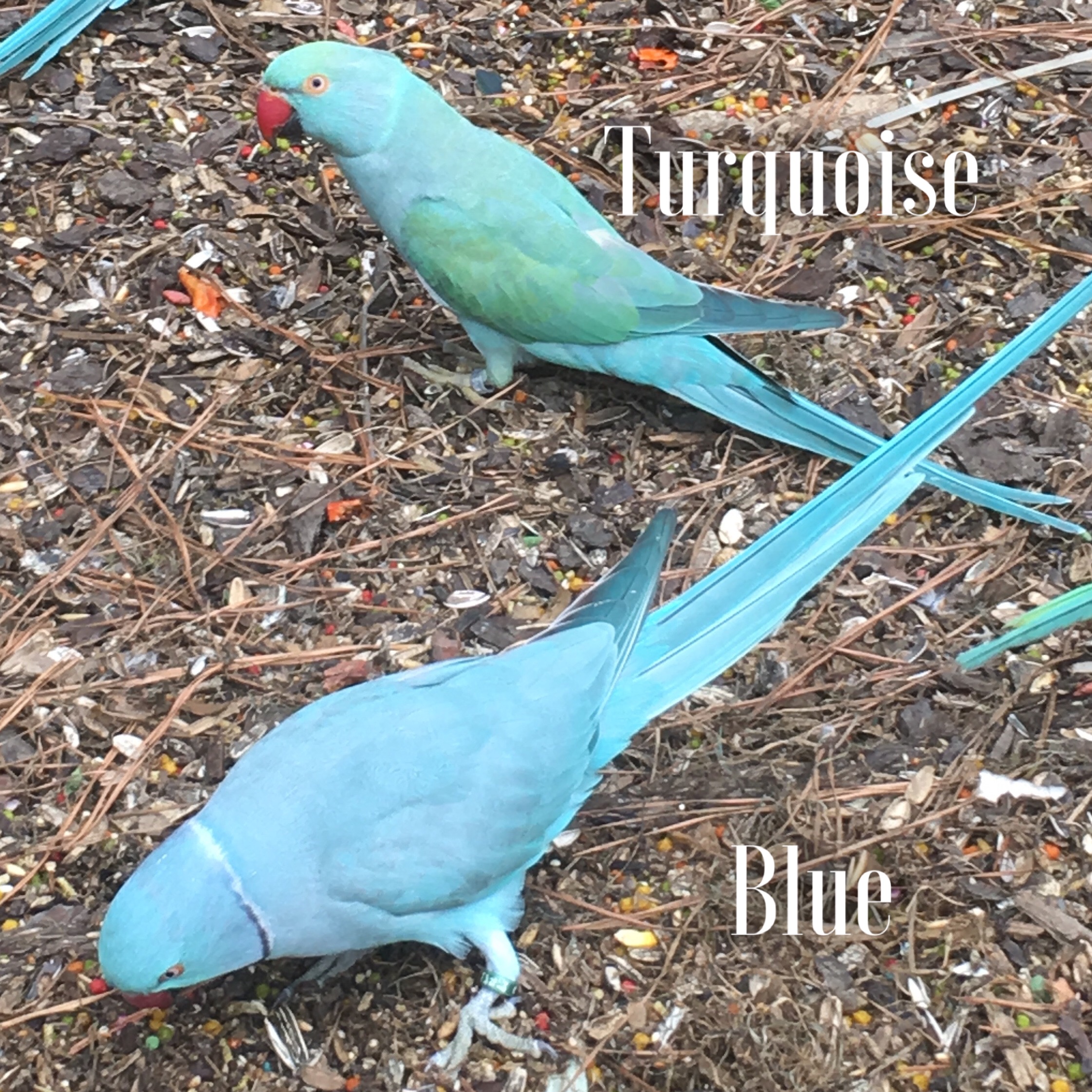 IMG_4685.jpeg