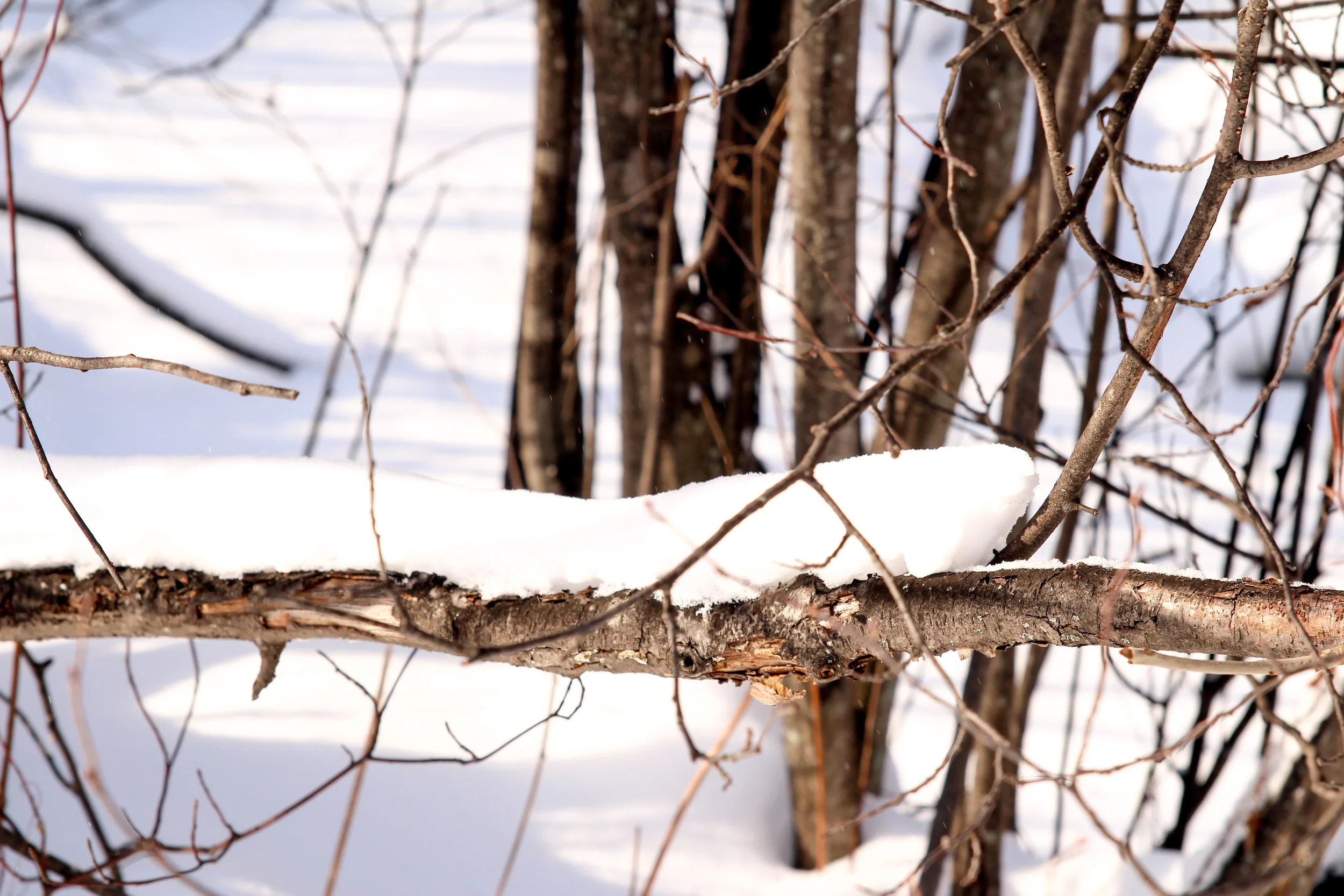 branchsnow (1 of 1).jpg