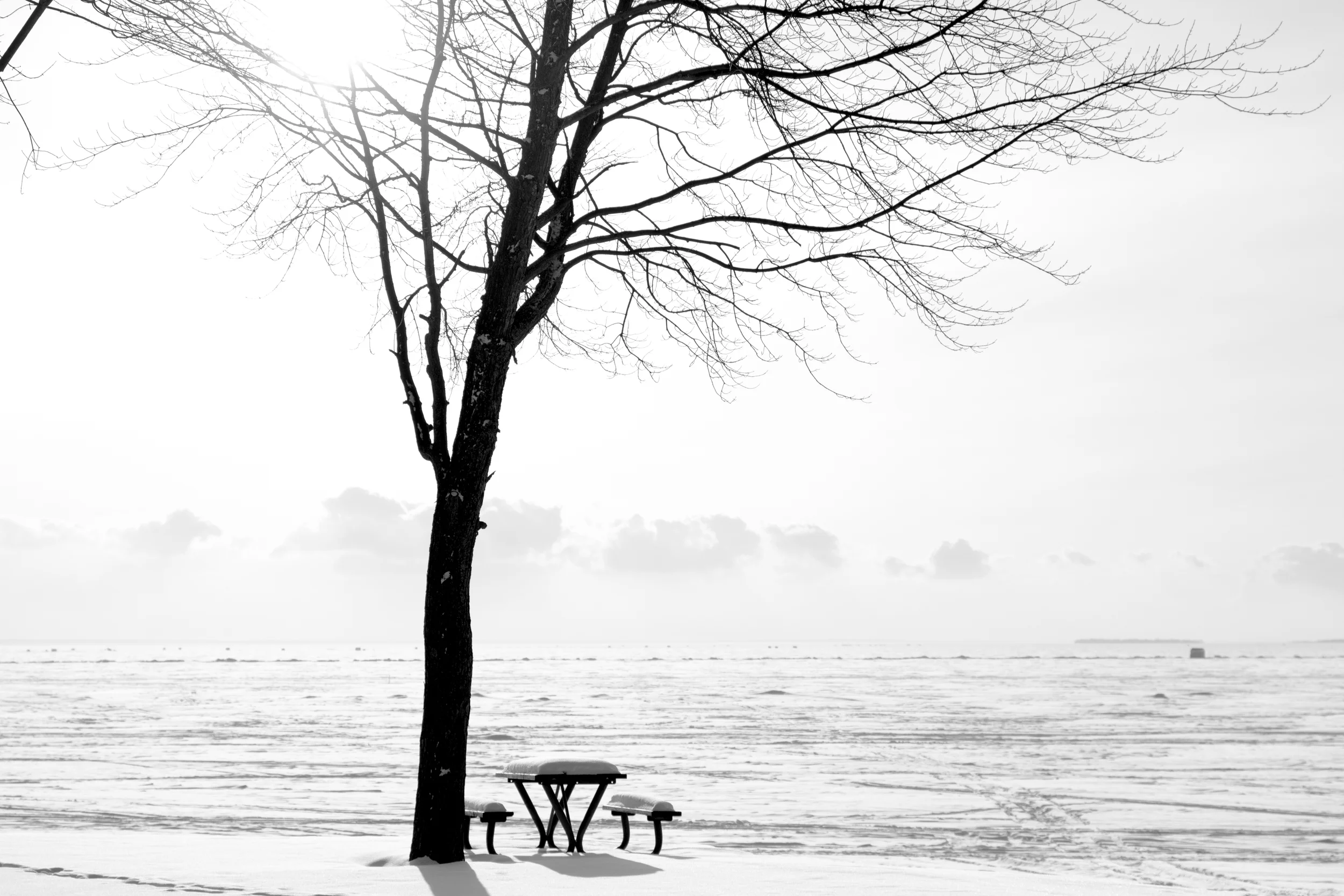 snowtreebwhite (1 of 1).jpg