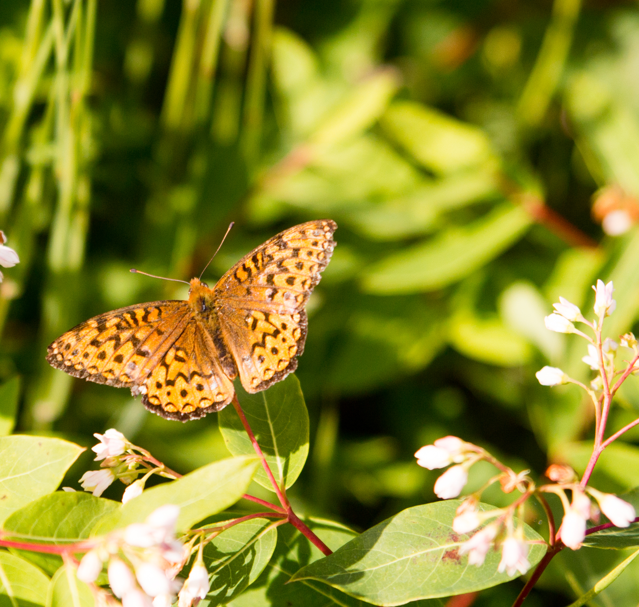 Butterly in Deer Lake, Newfoundland. 