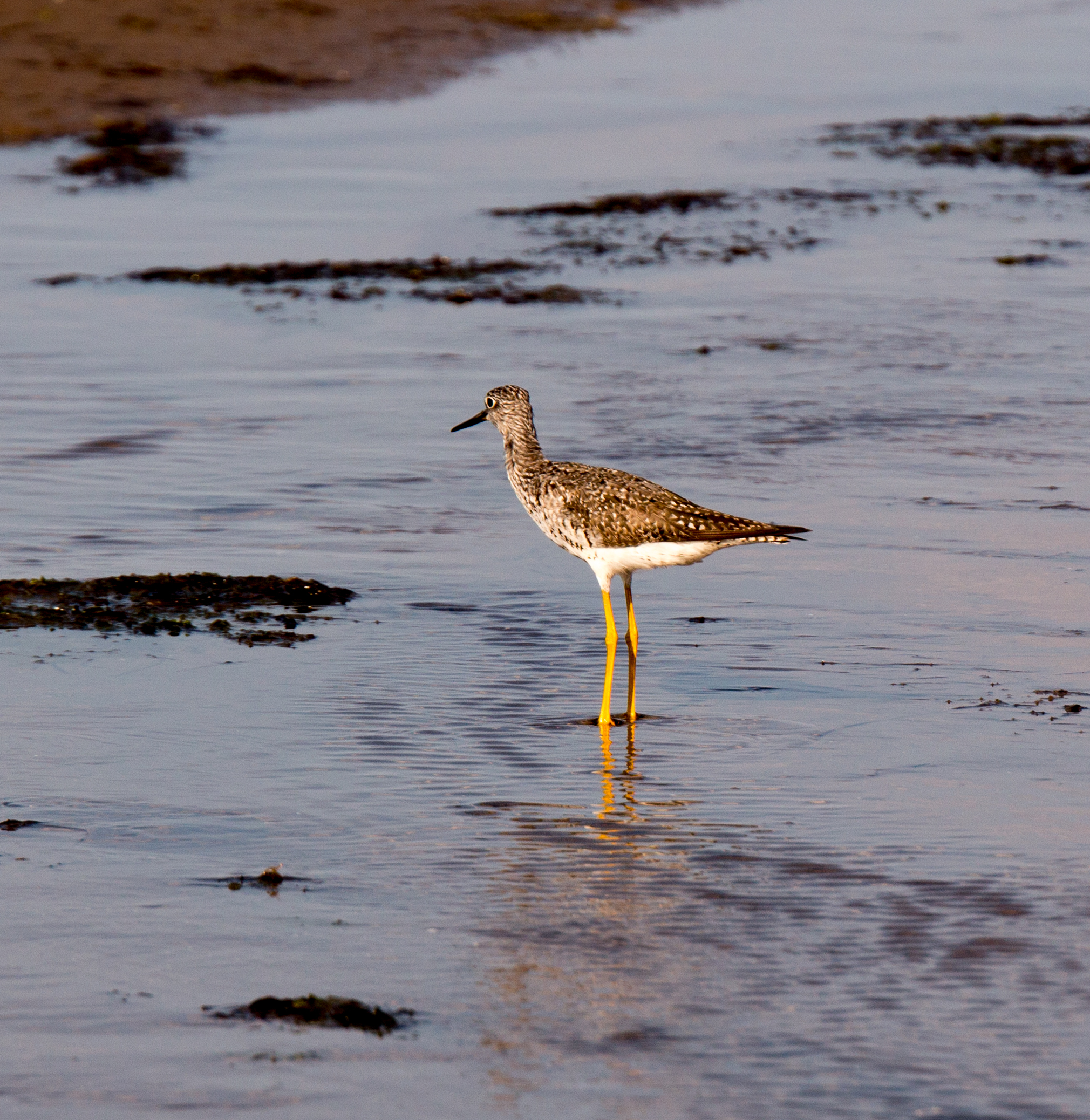 Bird on Parlee Beach, New Brunswick. 