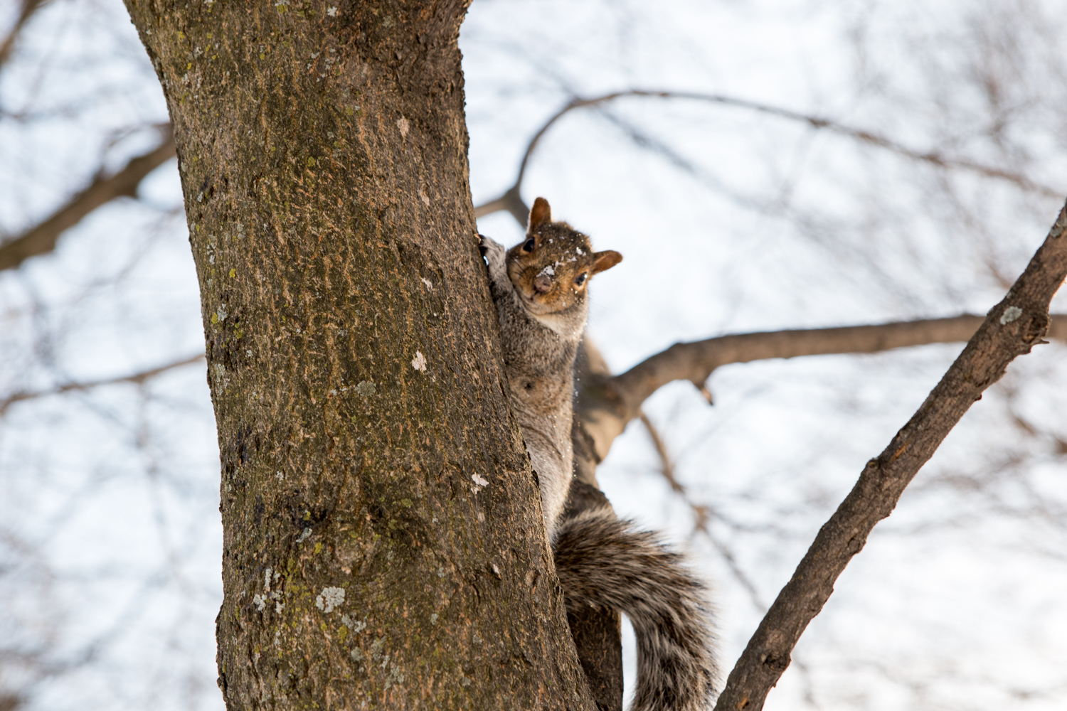Squirrel on a snowy day in Montreal. January 6th.