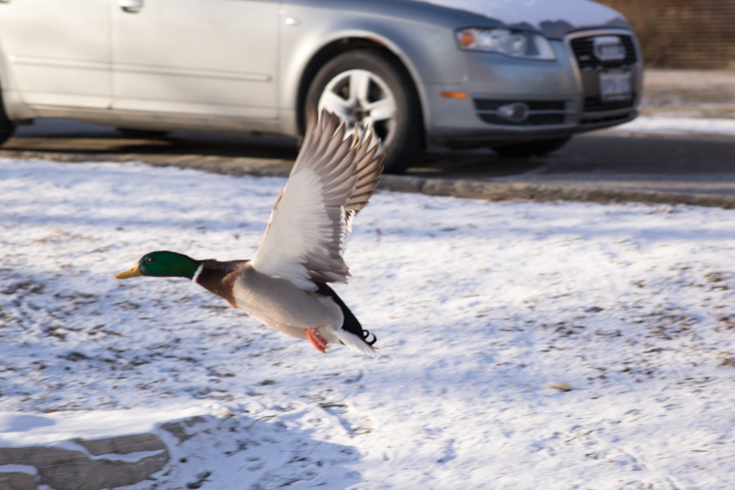 Duck flying though the air. January 19th