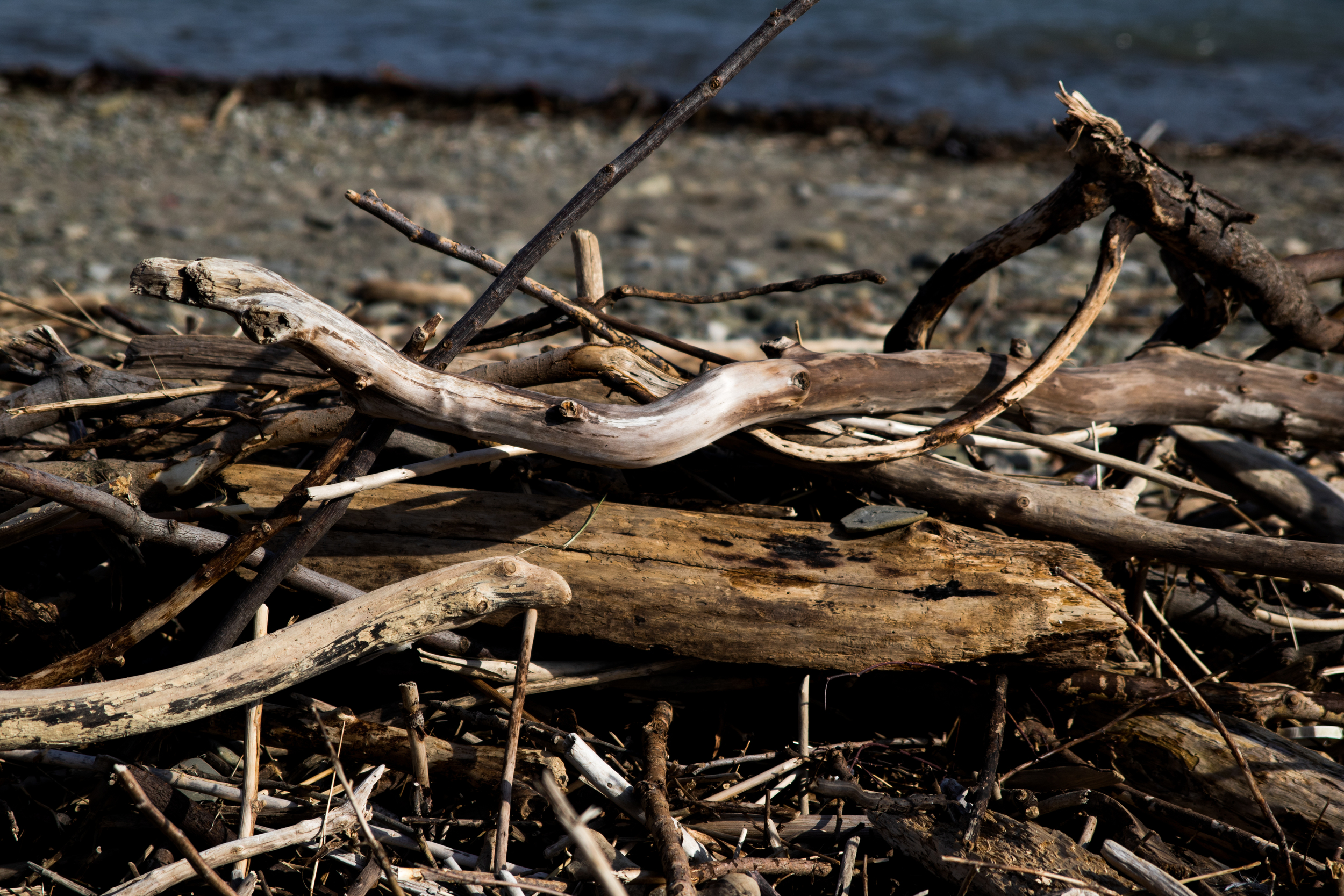 Driftwood on Toronto beach. 