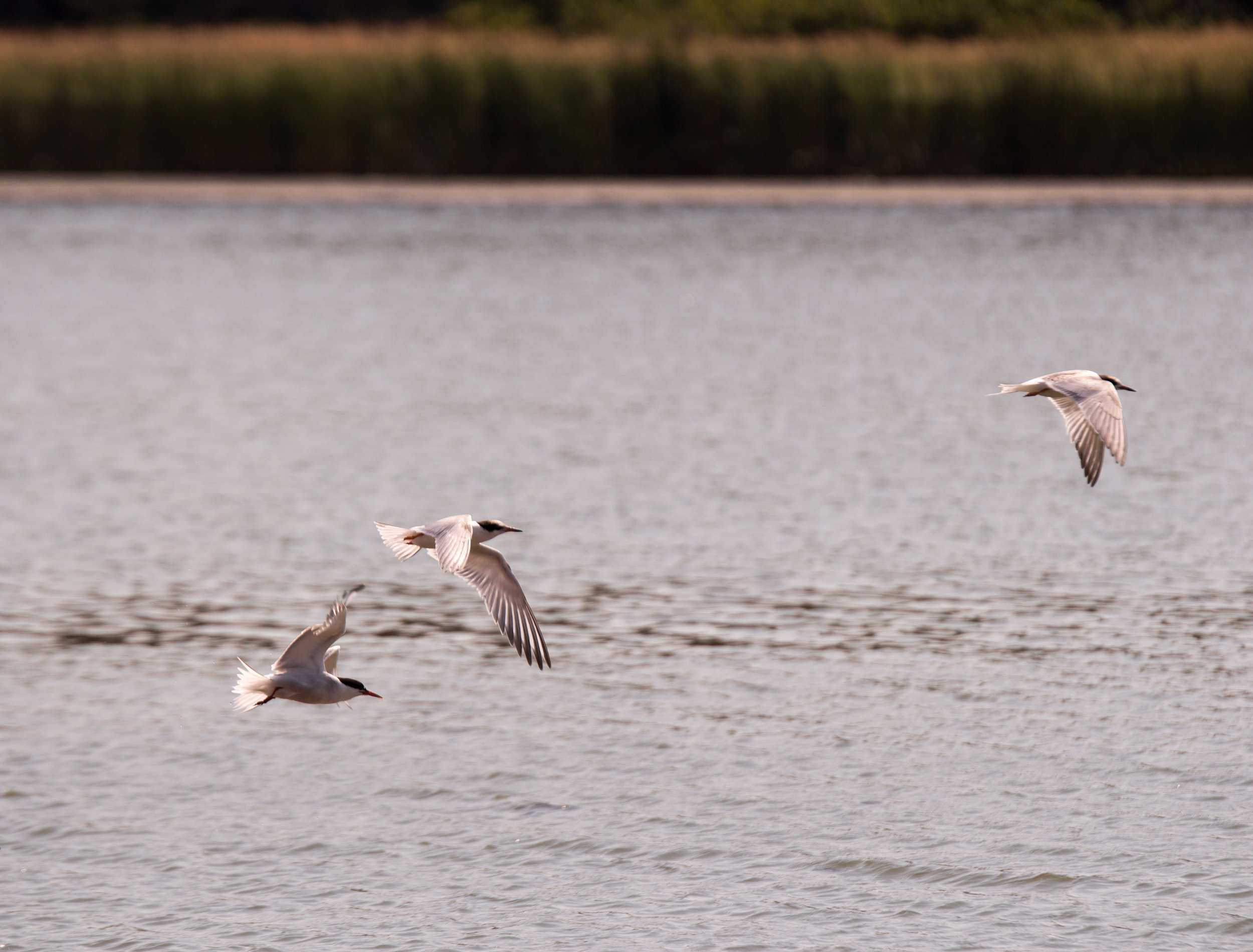 Birds at Parlee Beach New Brunswick 