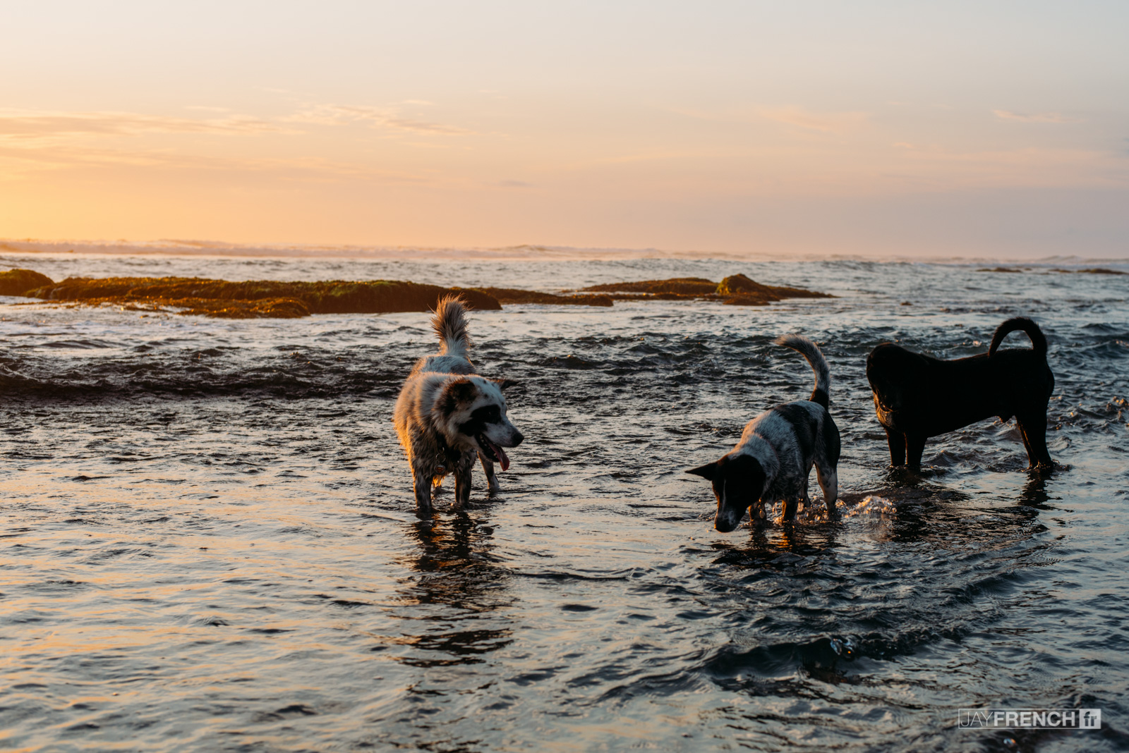 Dogs everywhere.