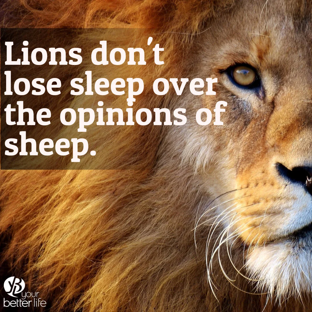 lions sleep.jpg