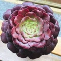 purple succulent.jpg