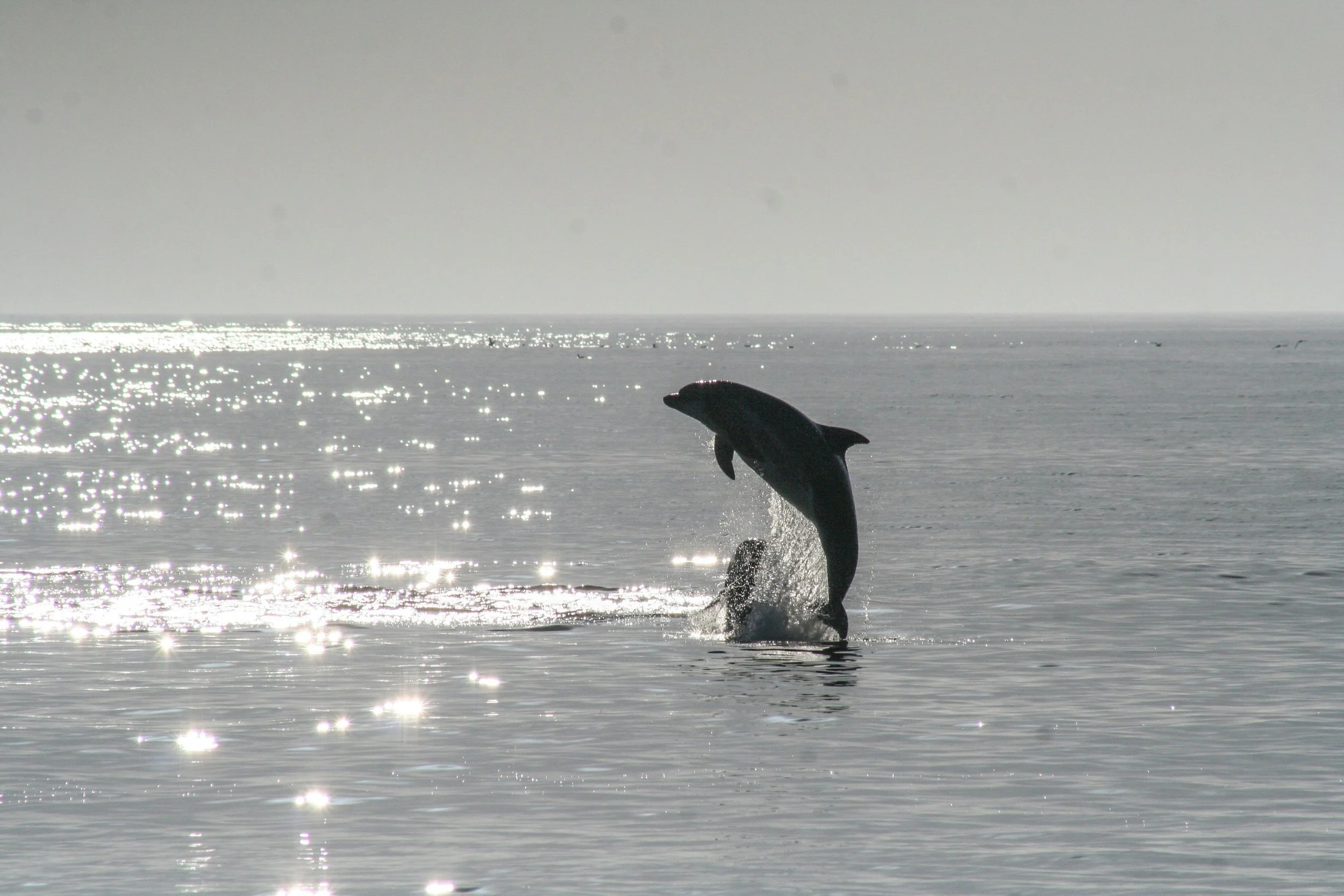 Dolphin viewing during ash scattering at sea Tampa Bay