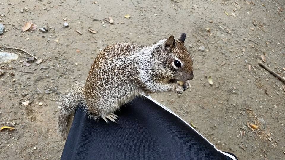 Squirrel