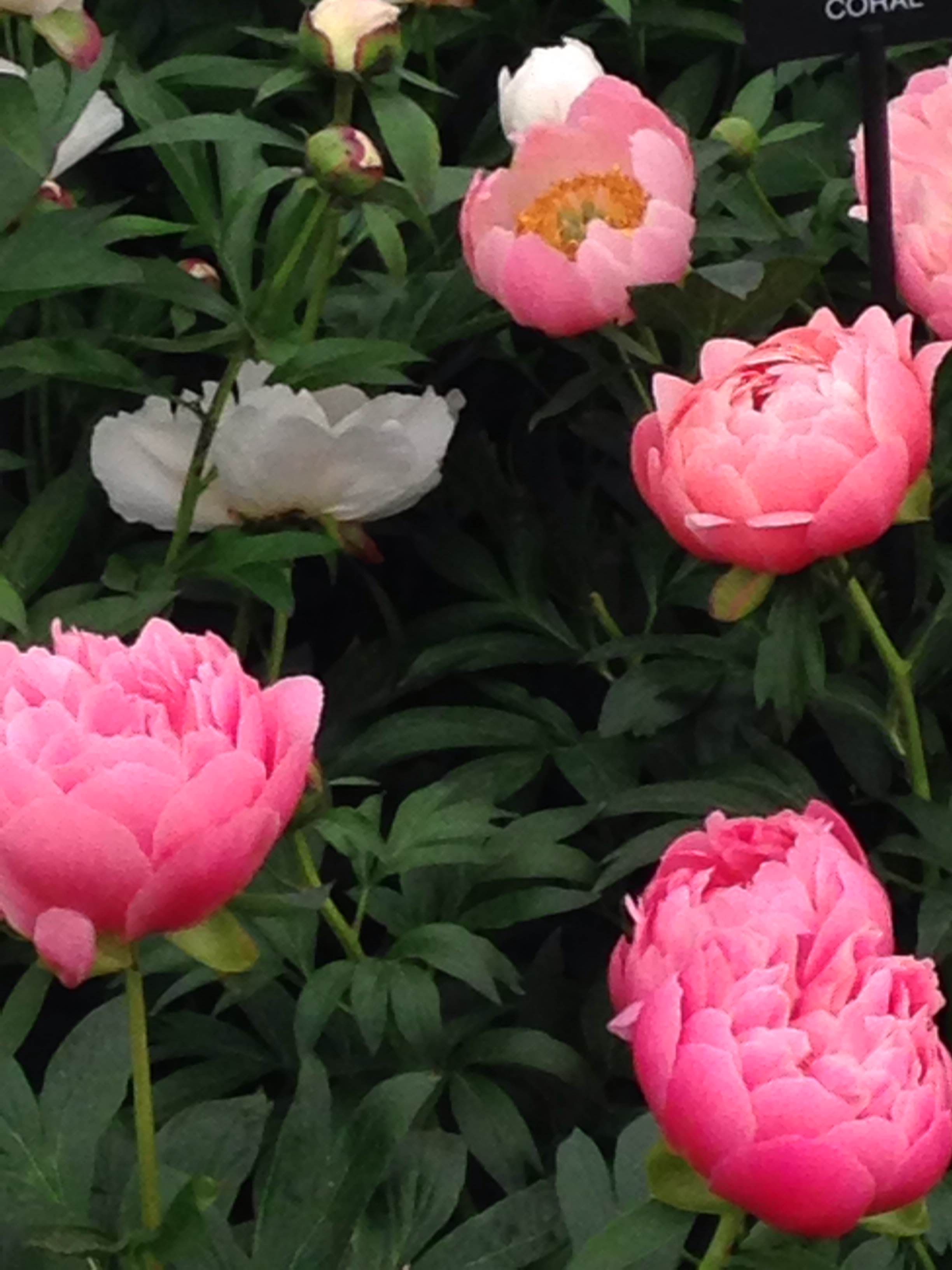 I could look at peonies forever - they are so beautiful