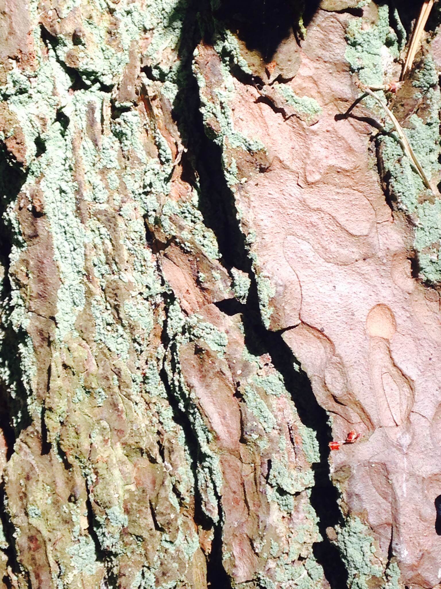 Patterns galore on this lichen-splattered tree trunk