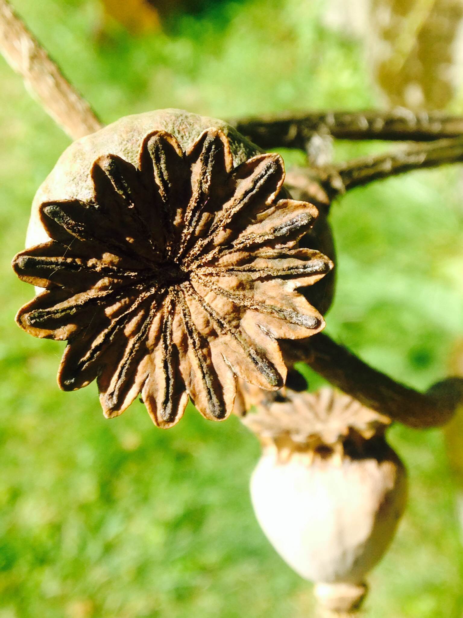 Poppies don't just look great as flowers but their seed pods rock in their own right