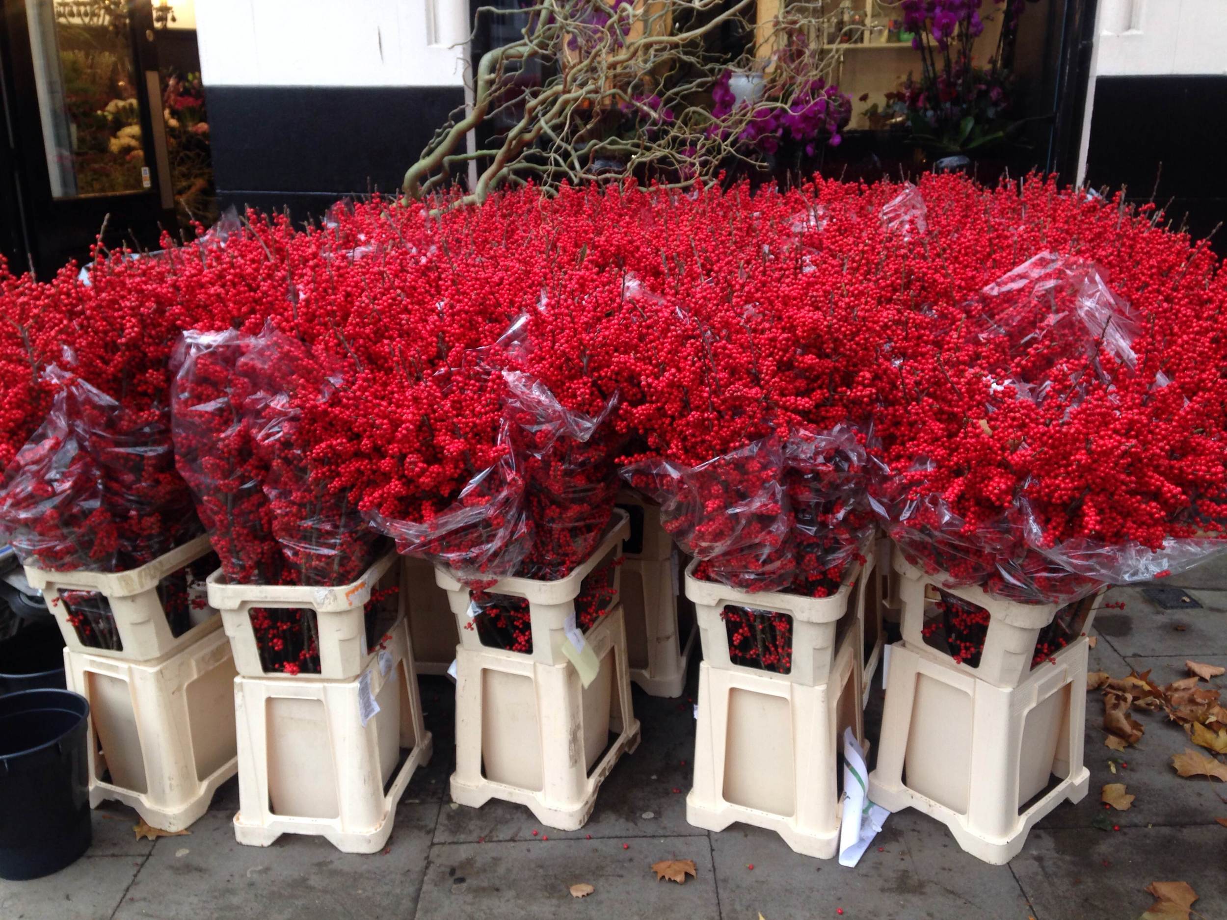 Masses of red outside the florists near the studio in Clerkenwell