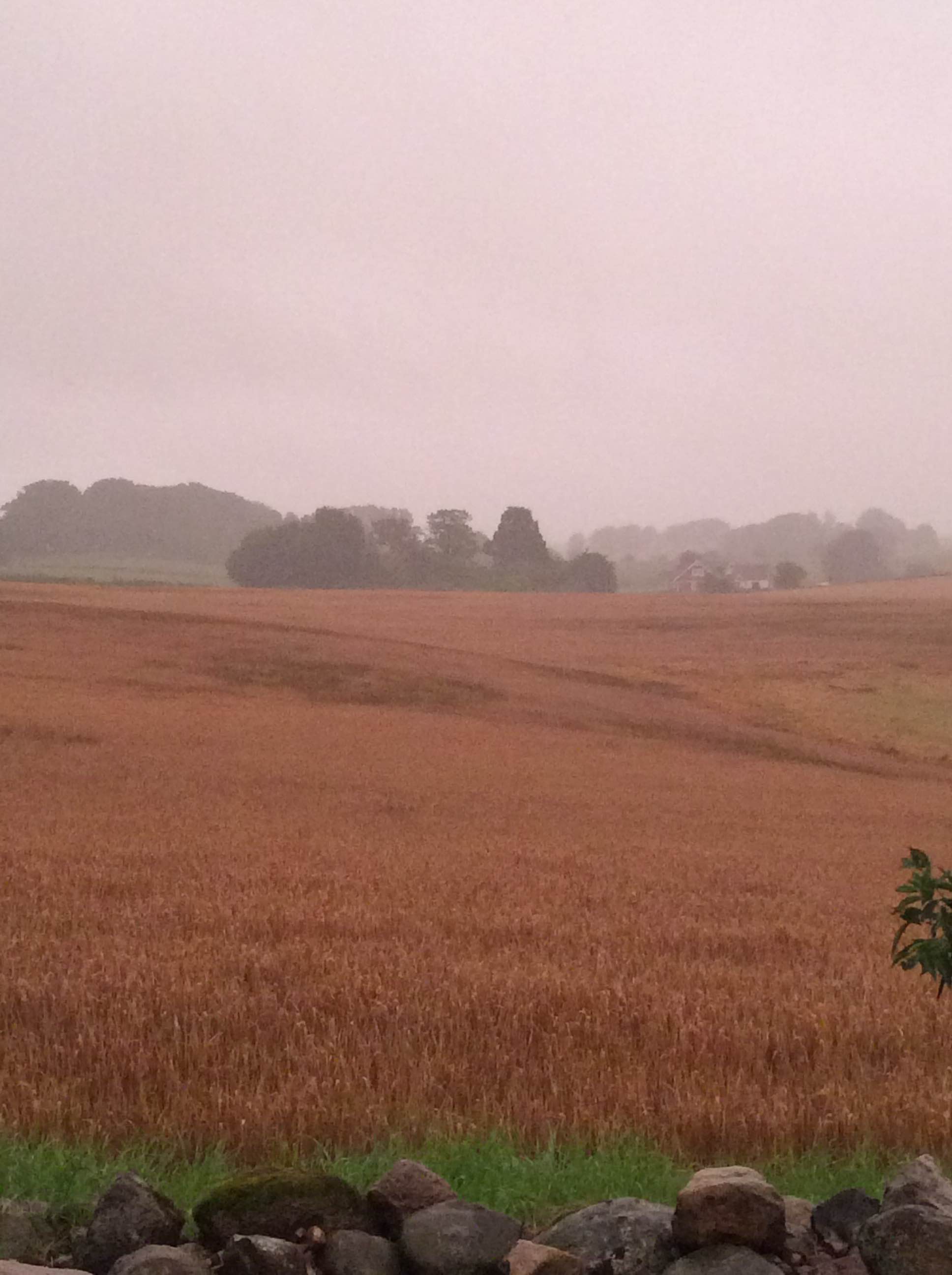 'My' field in driving rain