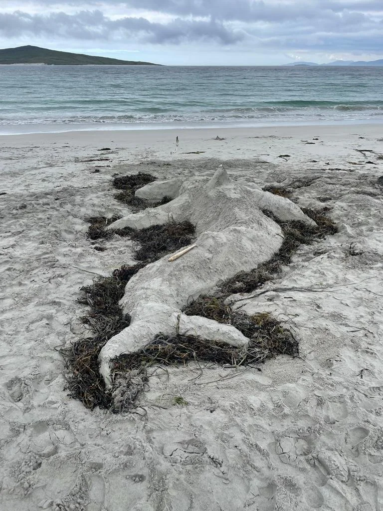 Eleven Swims: a year of wild swimming