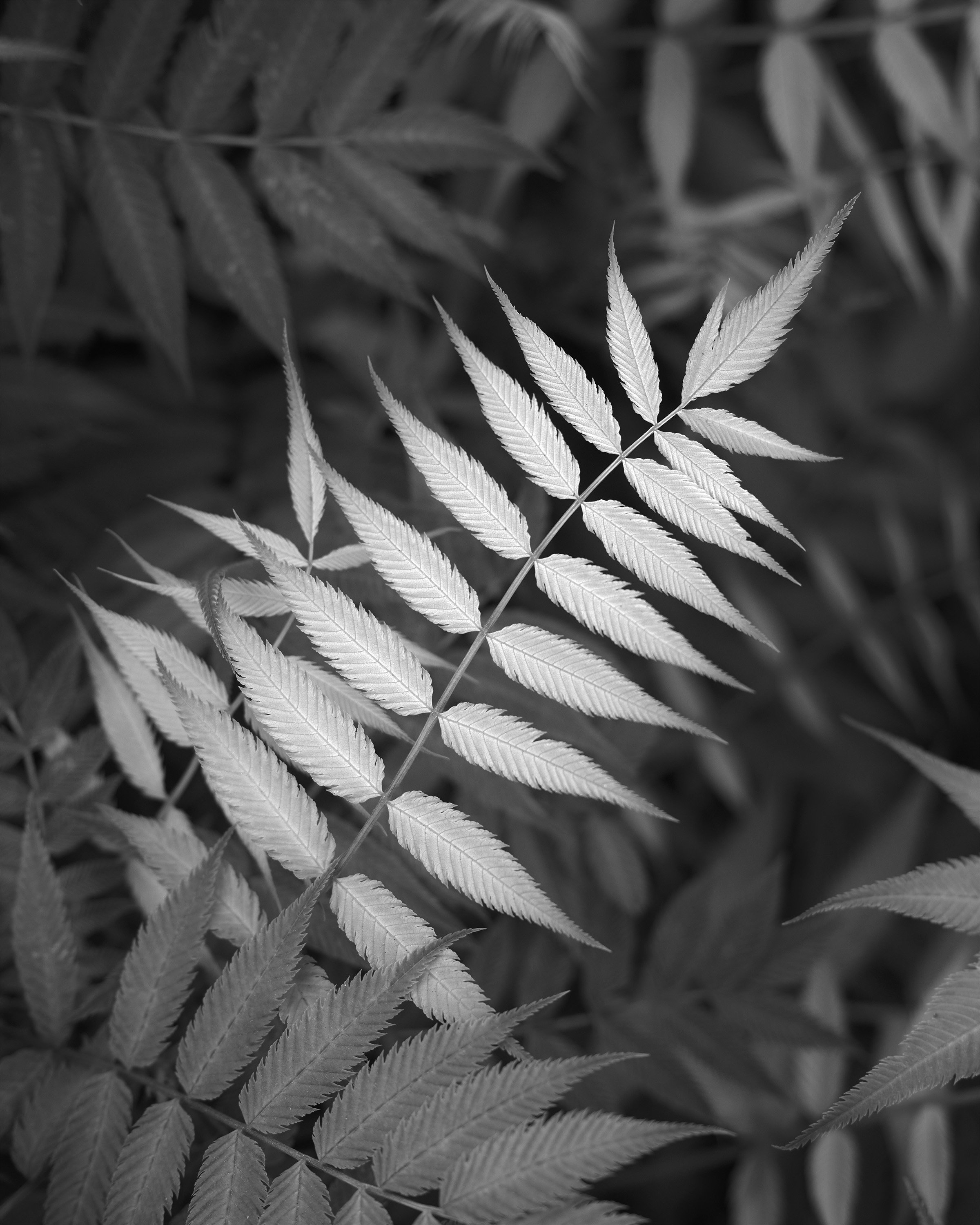 Nicholas Dill - HM Natural World