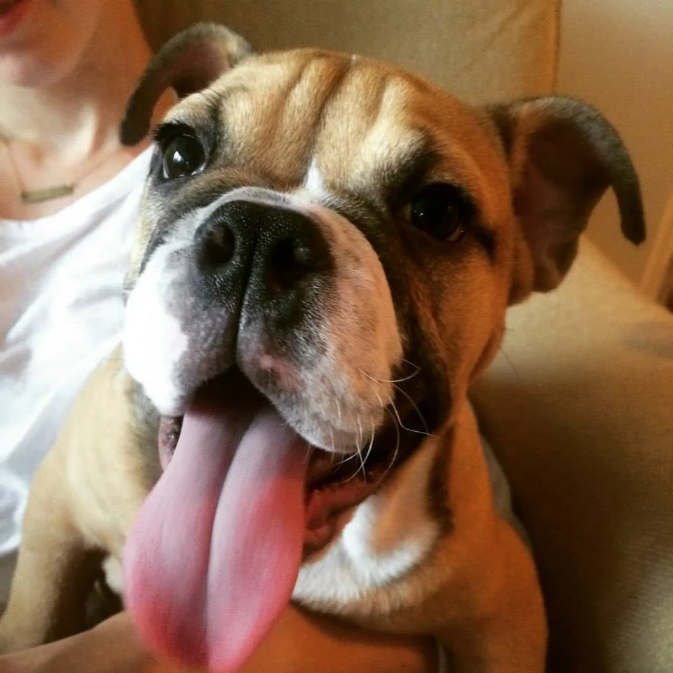 Bacon as a puppy. He still hasn't grown into that tongue. 