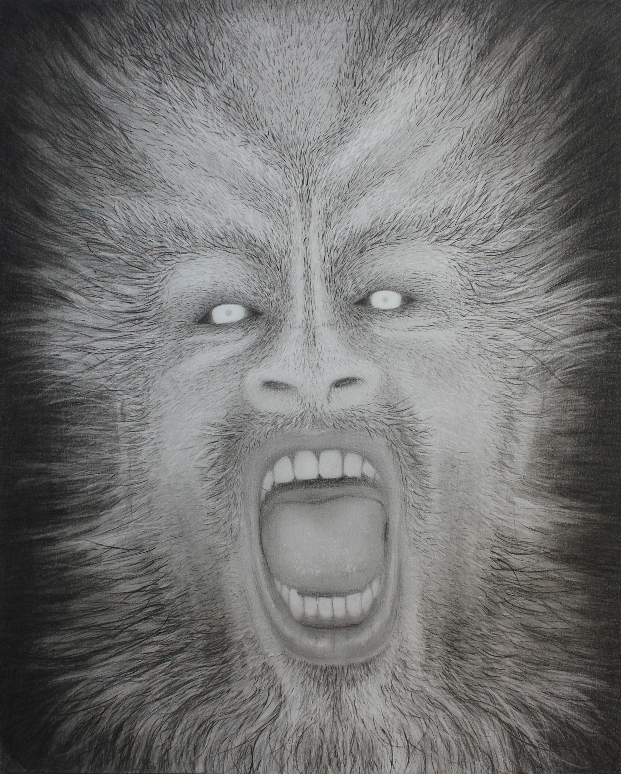 lobo