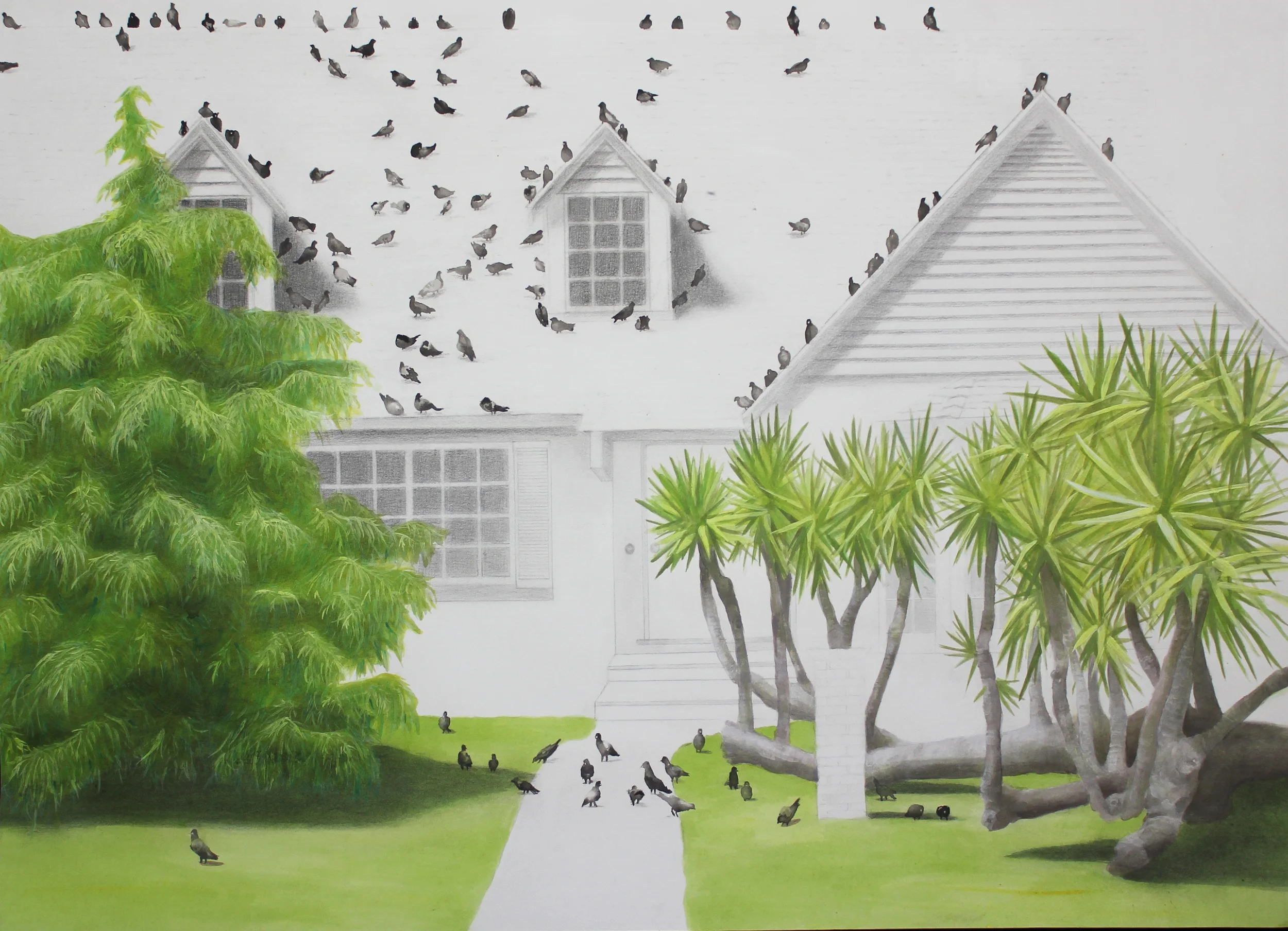 Birds