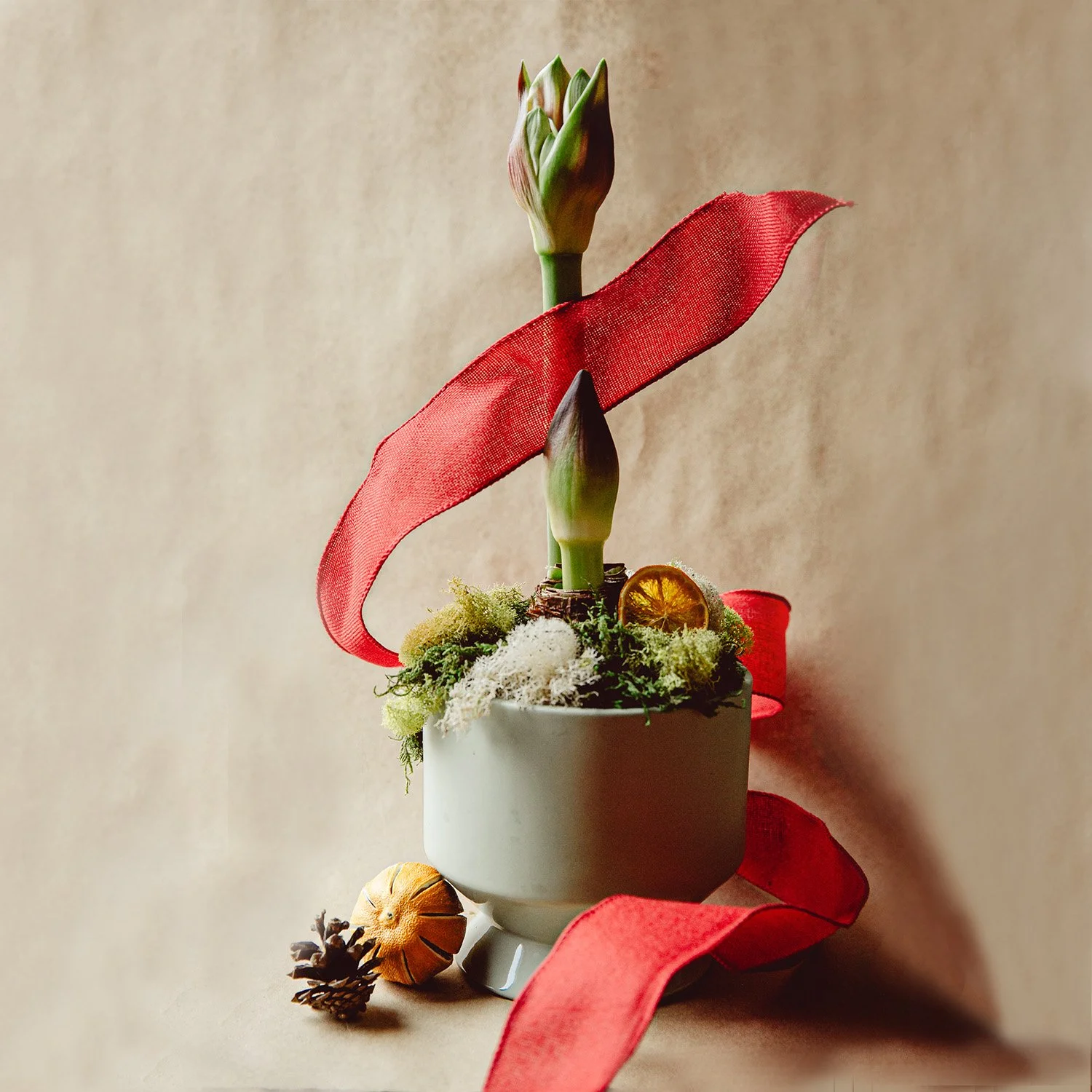 Single Amaryllis Bulb Garden