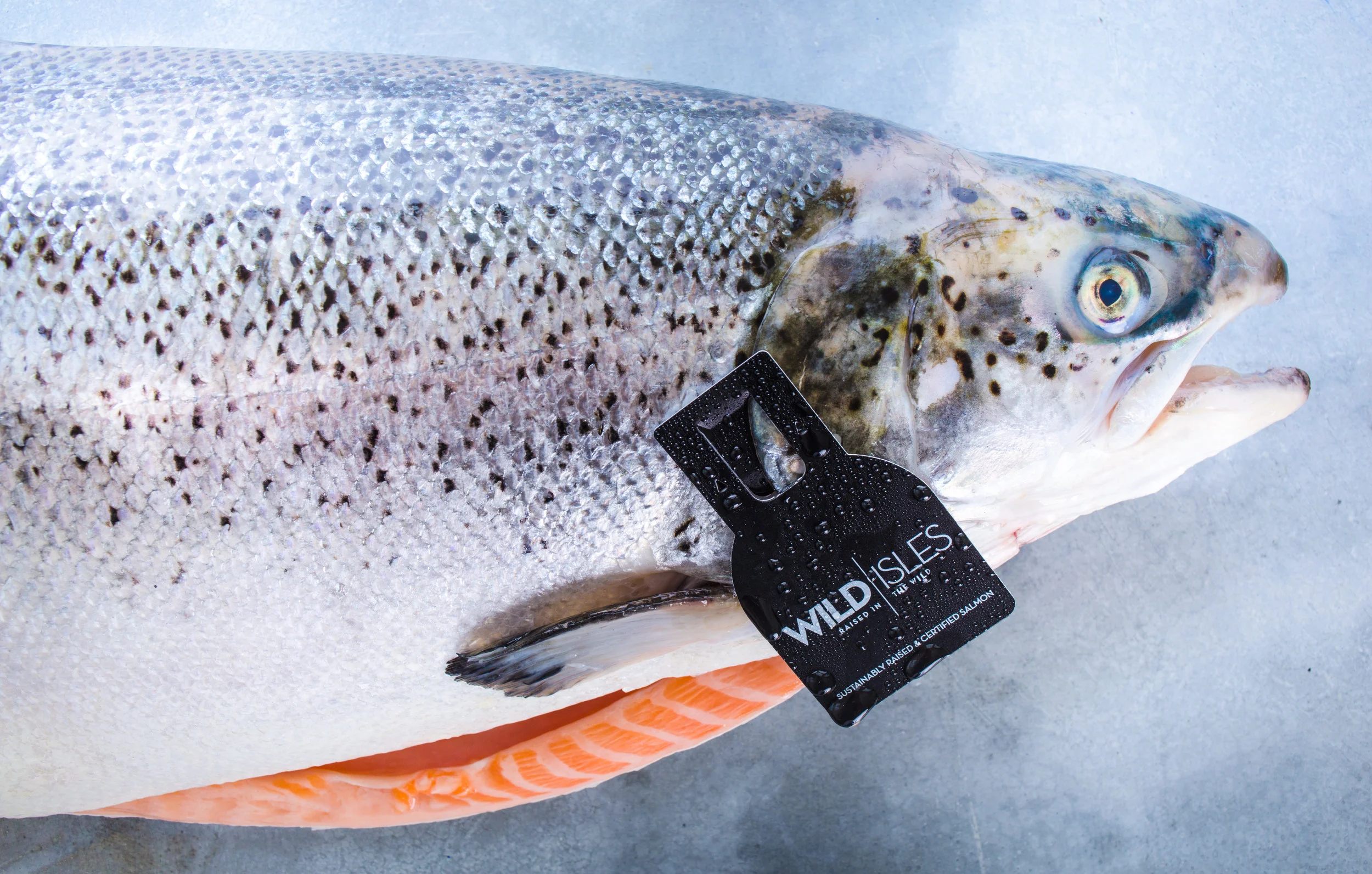 EWP2016_PureFish-0058.jpg