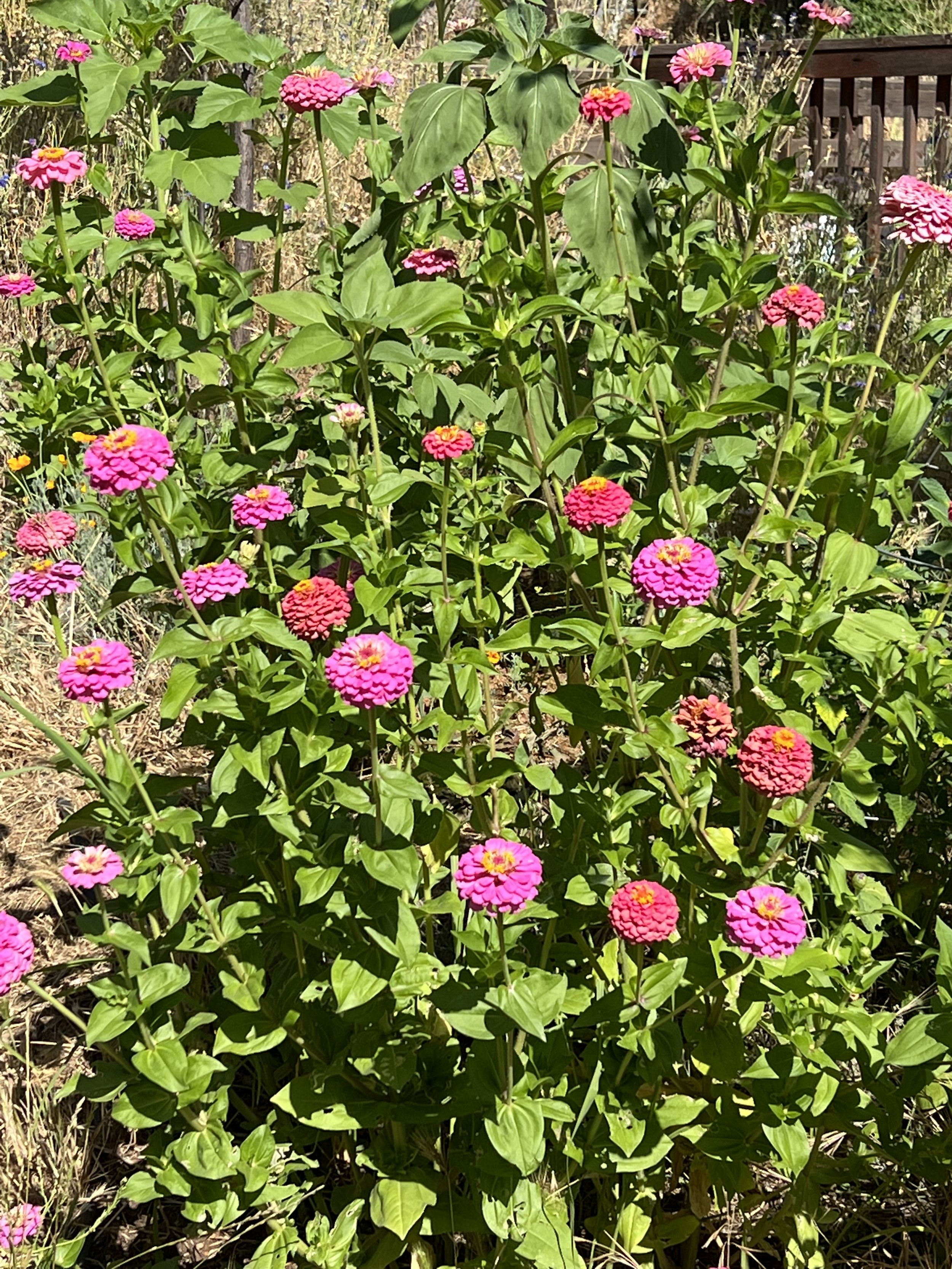 IMG_9595.jpeg