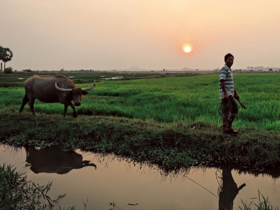 Water buffaloes = my favorite animal I've encountered in SE Asia so far. (Besides the dogs & cats of course.) These gentle giants are incredibly important to rice farming families; with the water buffaloes help, farmers can till the fields five times faster than they otherwise would. Most get daily baths & are considered members of the family.